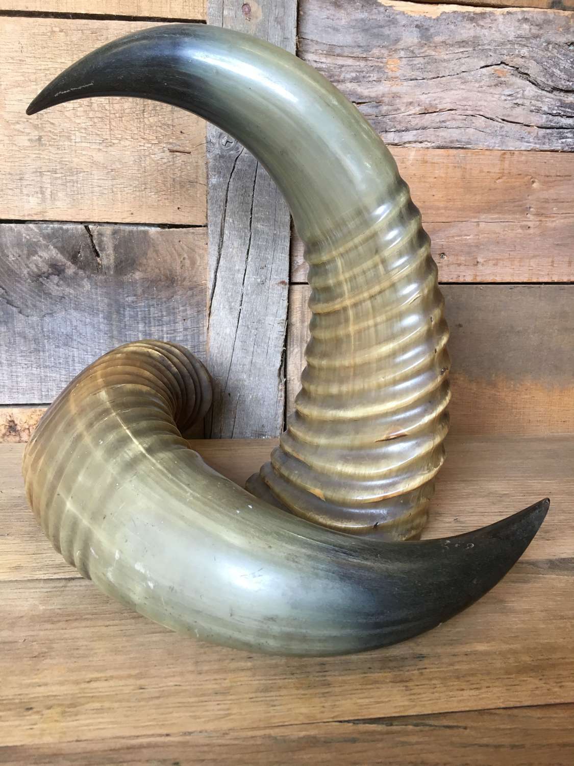 Antique Water Buffalo Horns
